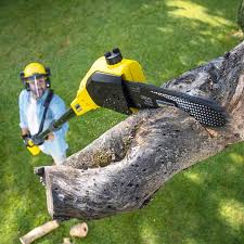 Best Tree Disease Treatment  in Mcfarland, CA