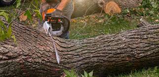 Best Tree Risk Assessment  in Mcfarland, CA