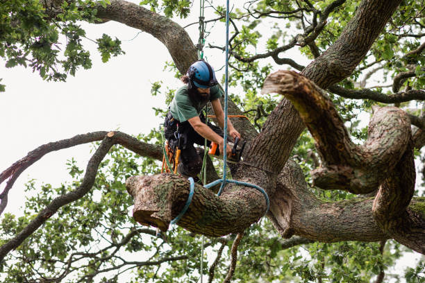 Best Utility Line Clearance  in Mcfarland, CA