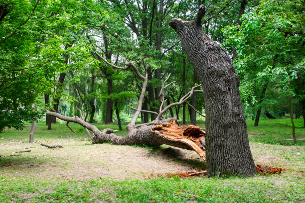 Best Tree Disease Treatment  in Mcfarland, CA