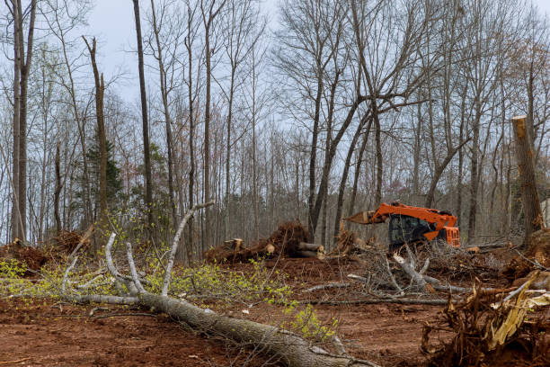 Best Tree Removal  in Mcfarland, CA