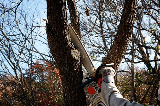 Best Pest Control for Lawns  in Mcfarland, CA