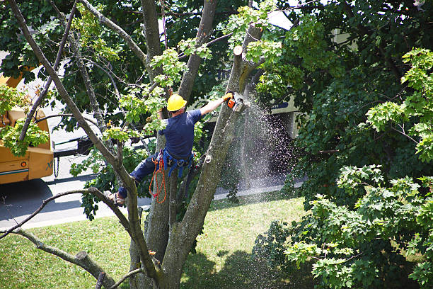How Our Tree Care Process Works  in  Mcfarland, CA