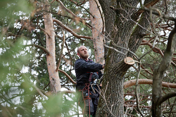 Best Tree Health Inspection  in Mcfarland, CA